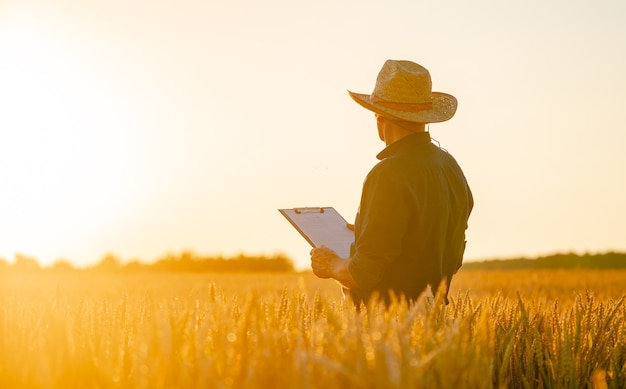 Farmer walking through field checking wheat crop. Wheat sprouts around farmer. Documents in hands. Rural landscape.