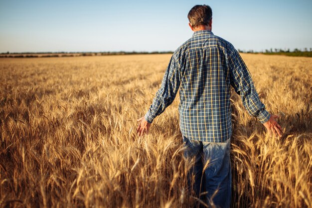 Photo farmer walks among the golden ears of wheat before harvest checking the ripe condition of the new season crop