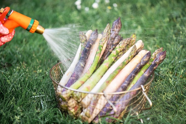 Farmer washes asparagus sprouts with garden hose