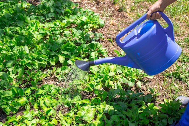 The farmer waters the beds with vegetables from a watering can care and cultivation of plants in the