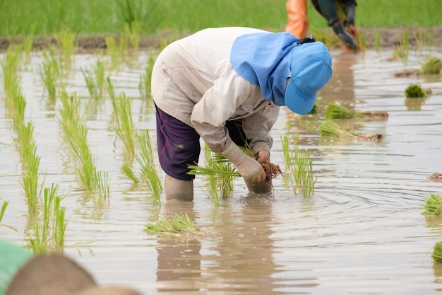 Farmer wearing blue hat planting rice on rice field