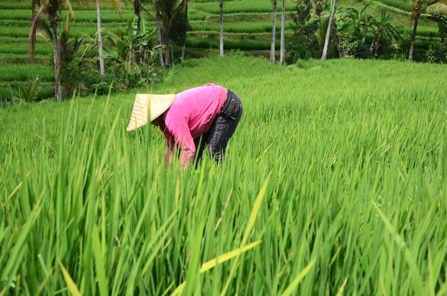 Farmer wearing traditional paddy hat working in beautiful Jatiluwih rice terrace in Bali Indonesia