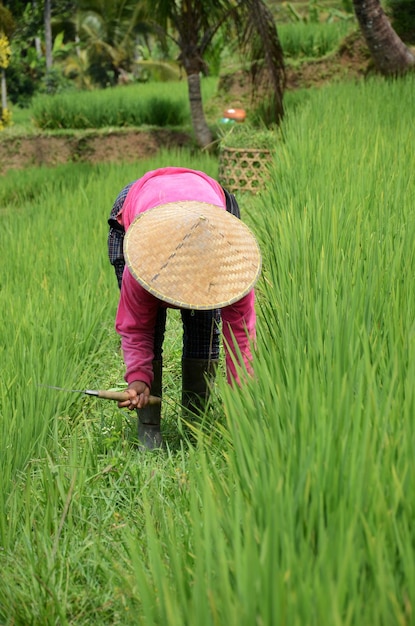 Farmer wearing traditional paddy hat working in beautiful Jatiluwih rice terrace in Bali Indonesia