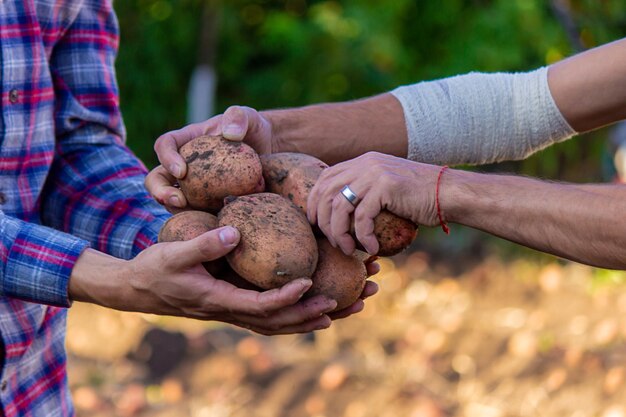 A farmer with dirty hands holds freshly picked potatoes in his hands