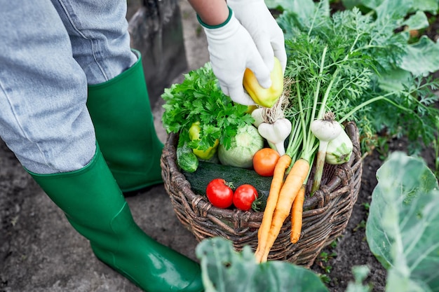 Farmer with harvested organic vegetables Gardener fills basket with freshly harvested vegetables