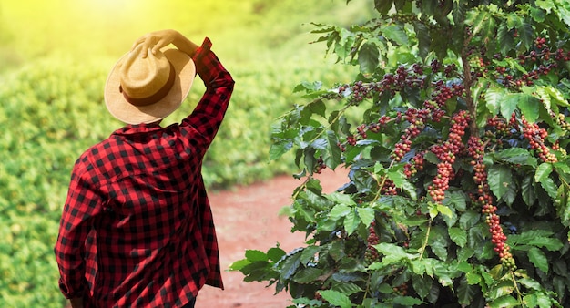 Farmer with hat next on coffee plant with ripe red fruits, ready for harvest, field at sunset. Space for text.