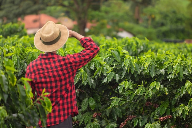 Farmer with hat in cultivated coffee field plantation