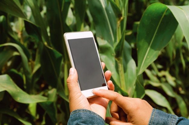  farmer with mobile phone in hands in the corn field