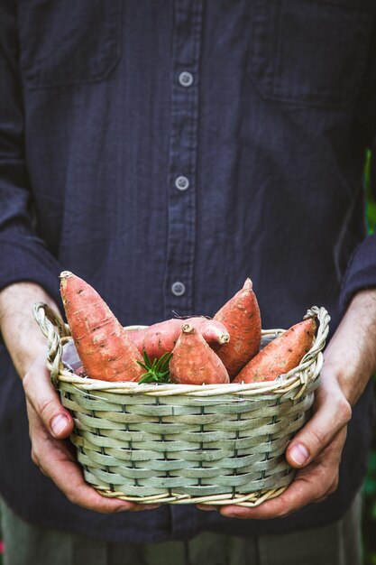 Farmer with sweet potatoes