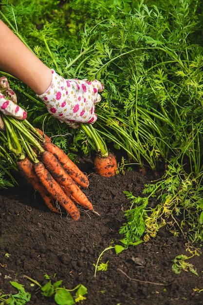 Farmer woman harvests carrots in the garden Selective focus