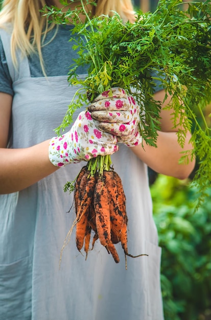 Farmer woman harvests carrots in the garden Selective focus