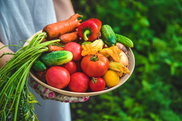 Farmer woman harvests vegetables in the garden Selective focus