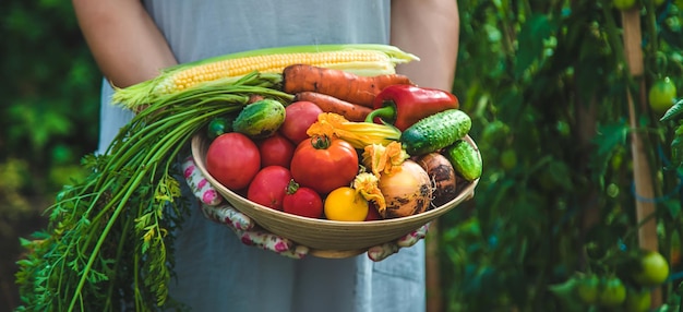 Farmer woman harvests vegetables in the garden Selective focus