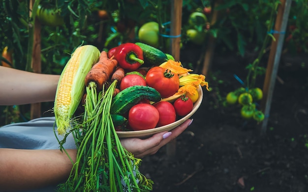 Farmer woman harvests vegetables in the garden Selective focus