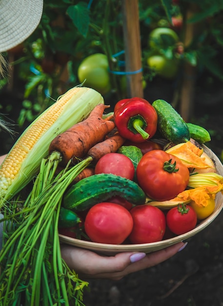 Farmer woman harvests vegetables in the garden Selective focus