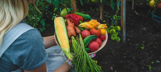 Farmer woman harvests vegetables in the garden Selective focus