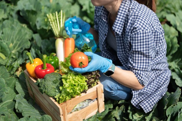 Farmer woman holding wooden box full of fresh raw vegetables Basket with fresh organic vegetable and peppers in the hands