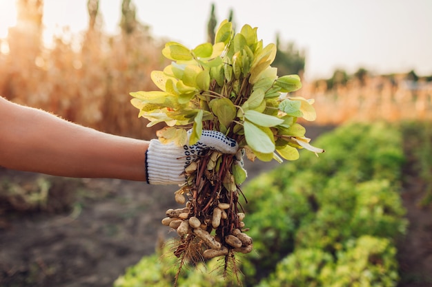 Farmer woman picking peanuts