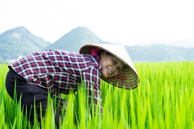 Farmer woman in the rice field