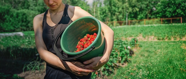 Farmer woman with bucket of fresh organic strawberries in field during harvest