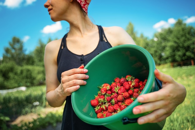 Farmer woman with bucket of fresh organic strawberries in field during harvest