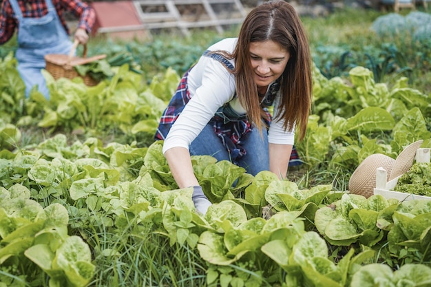 Farmer women working at greenhouse while picking up lettuce plants - Focus on woman face