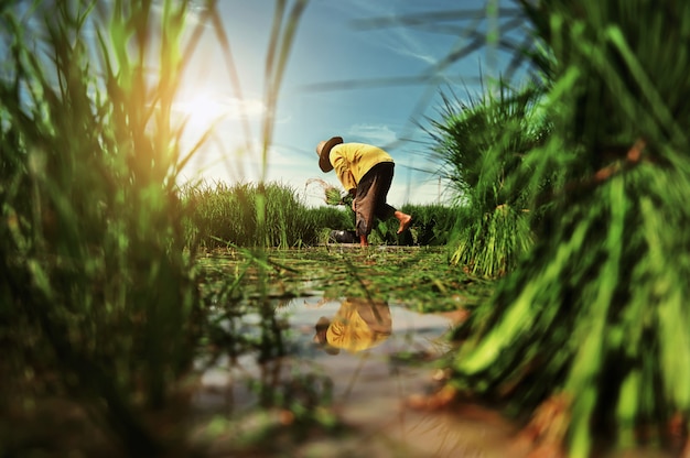 Farmer work in rice field