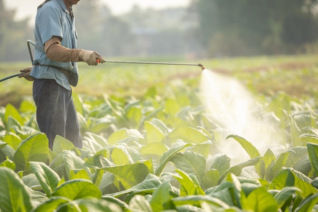 Farmer working in the field and spraying chemical or fertilizer to young tobacco tree in sunset time