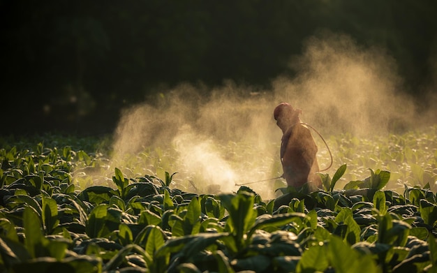 Farmer working in the field and spraying chemical or fertilizer to young tobacco without using protection mask