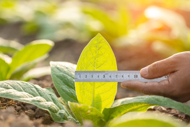 Farmer working in the field of tobacco tree Close up hand using metal ruler to measuring leaf of young tobacco plant Plant growing or agriculture business concept