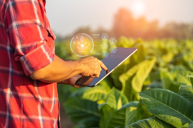 Farmer working in the field of tobacco tree and using digital tablet to find an information or analyze on tobacco plant after planting Technology for agriculture Concept