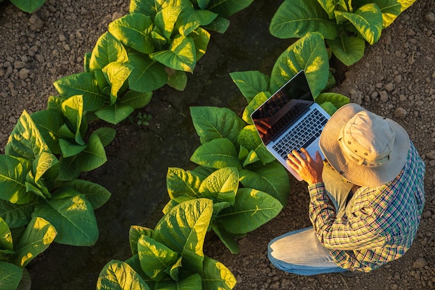 Farmer working in the field of tobacco tree and using laptop to find an infomation to take care or checking on tobacco plant after planting Technology for agriculture Concept