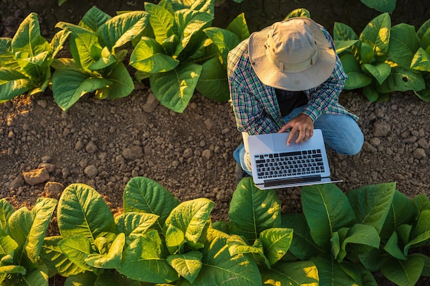 Farmer working in the field of tobacco tree and using laptop to find an infomation to take care or checking on tobacco plant after planting Technology for agriculture Concept