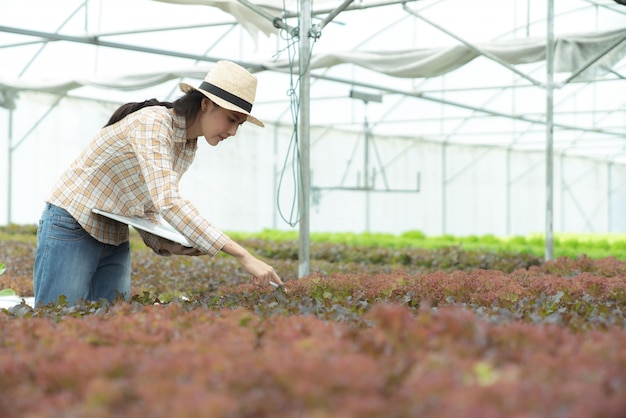 Farmer working in hydroponic vegetable farm