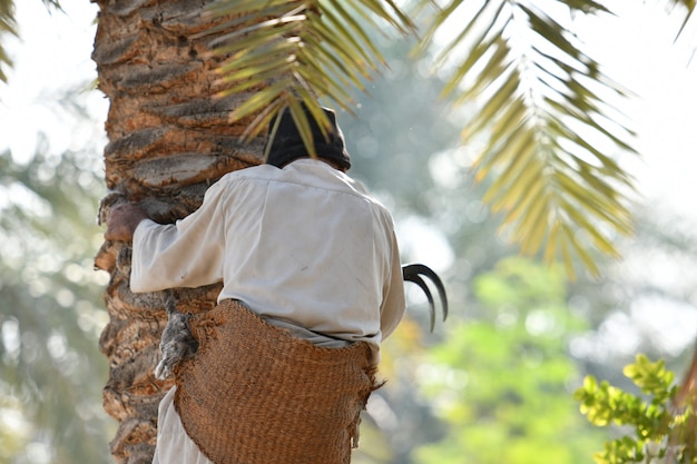 farmer working at Palm  Date palm harvest season