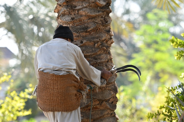 farmer working at Palm  Date palm harvest season