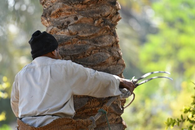 farmer working at Palm  Date palm harvest season