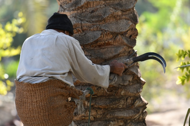 farmer working at Palm  Date palm harvest season