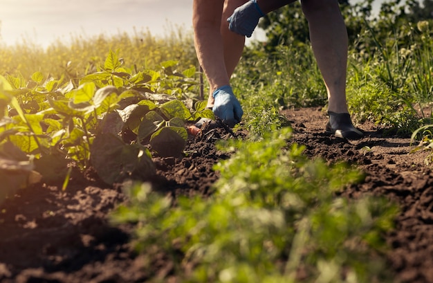 Farmer working the soil with hand in glove and tool standing on ground in morning