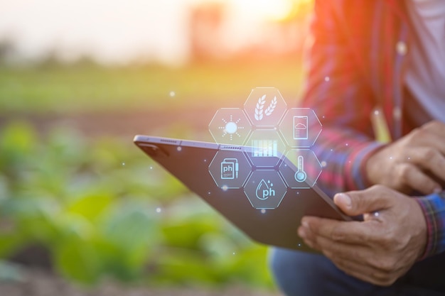 Farmer working in the tobacco field Man is examining and using digital tablet to management planning or analyze on tobacco plant after planting Technology for agriculture Concept