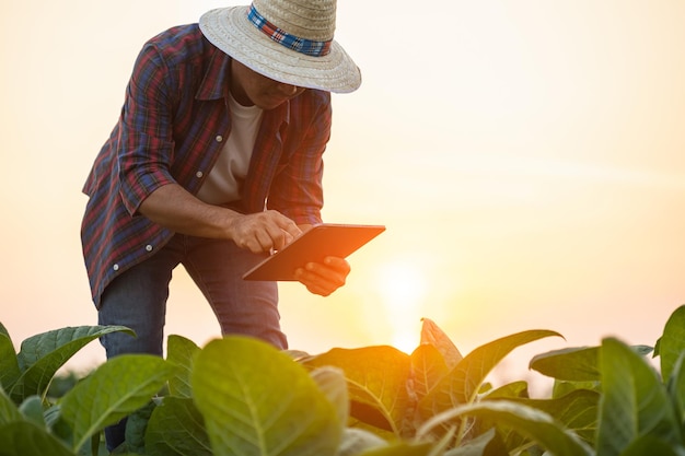 Farmer working in the tobacco field Man is examining and using digital tablet to management planning or analyze on tobacco plant after planting Technology for agriculture Concept