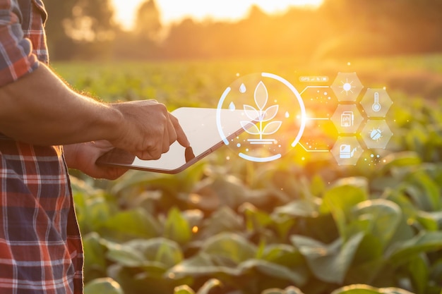 Farmer working in the tobacco field Man is examining and using digital tablet to management planning or analyze on tobacco plant after planting Technology for agriculture Concept