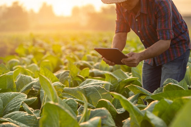 Farmer working in the tobacco field Man is examining and using digital tablet to management planning or analyze on tobacco plant after planting Technology for agriculture Concept