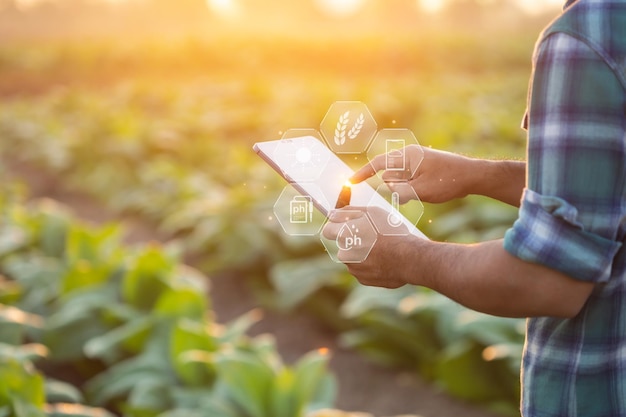 Farmer working in the tobacco field Man is examining and using digital tablet to management planning or analyze on tobacco plant after planting Technology for agriculture Concept