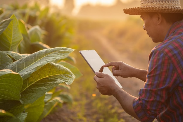 Farmer working in the tobacco field Man is examining and using digital tablet to management planning or analyze on tobacco plant after planting Technology for agriculture Concept