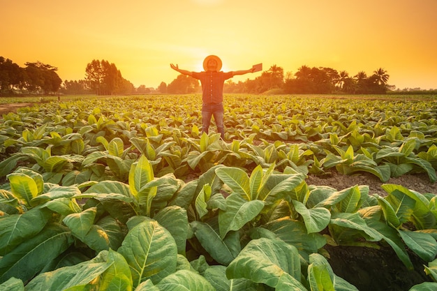 Farmer working in tobacco field and using digital tablet showing smart farming interface icons and light flare sunset effect Smart and new technology for agriculture business concept