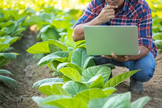 Farmer working in the young tobacco field Man using digital laptop to planning management examining or analyze young tobacco after planting Smart farming Technology for agriculture Concept