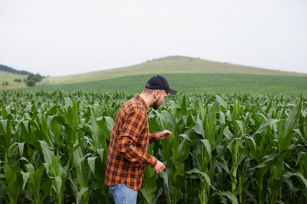 A farmer works on a large green field of growing corn.