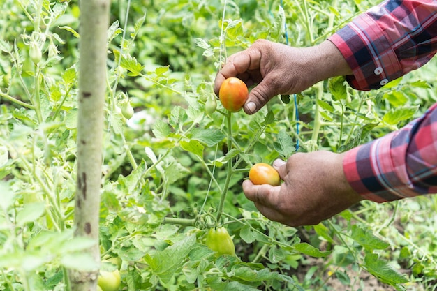 Farmer39s hands as he inspects tomatoes