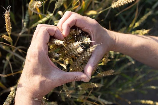 The farmer39s hands folded in the form of a heart hold ears of wheat rye in a wheat rye field A man39s hand holds ripe ears of cereals on background of a grain field View from above Harvest concept